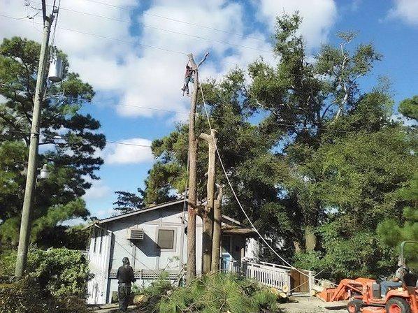 William's Tree Service