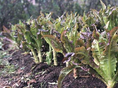Kitty Hawk Culinary Gardens