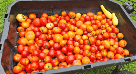 Vine-Ripe Tomatoes
