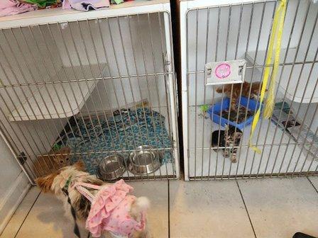 Roanoke Island Animal Clinic