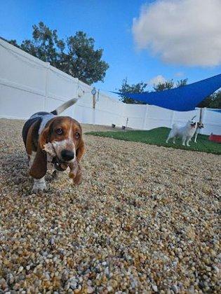 Good Dog Retreat