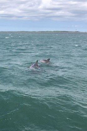 Safari Dolphin Tours