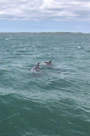 Safari Dolphin Tours