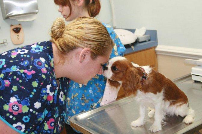 Animal Hospital of Nags Head