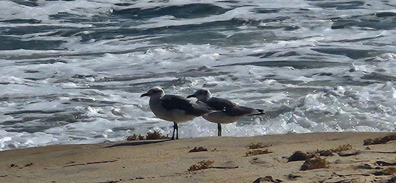 Public Beach Access