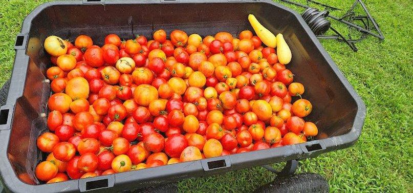 Vine-Ripe Tomatoes