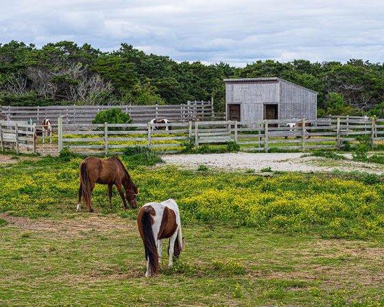 Pony Pen