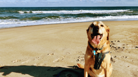Hatteras Island Pet Resort