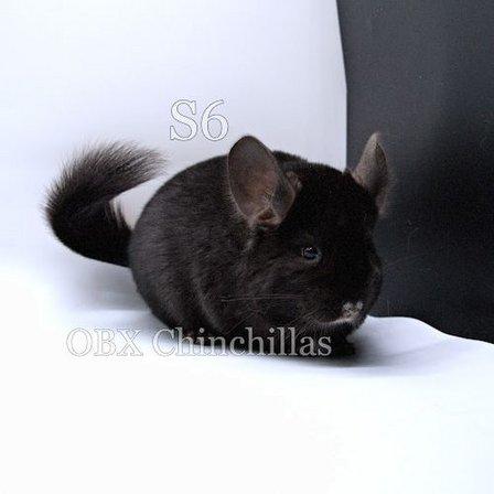 OBX Chinchillas
