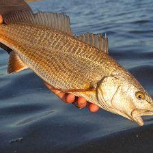 Salt Minded Fishing Charters
