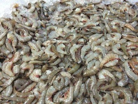 Fresh Catch Seafood Packaging and Processing