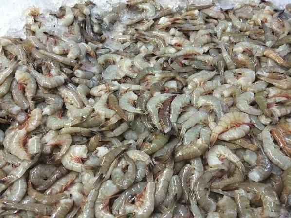 Fresh Catch Seafood Packaging and Processing